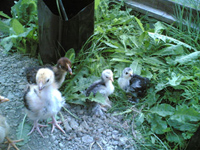 Barnevelder and Light Sussex chicks