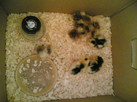 Day old chicks