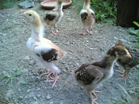 Barnevelder and Light Sussex chicks