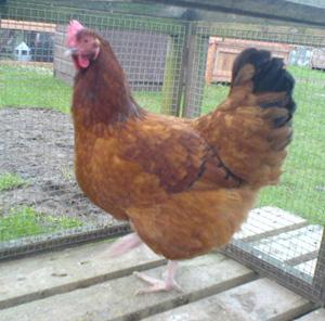 Image result for sussex chicken